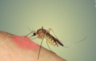 درمان های خانگی برای گزیدگی حشرات