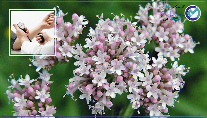 Improving-blood-pressure-with-valerian-plant