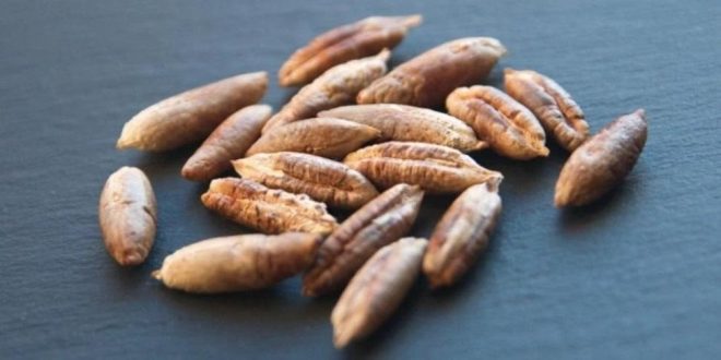 هسته-خرما-برای-قلب