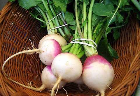 turnip