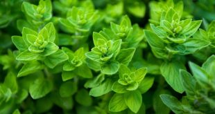 Oregano