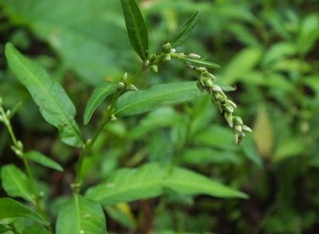 Blue-pepper
