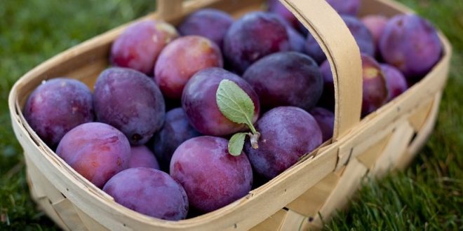 plum