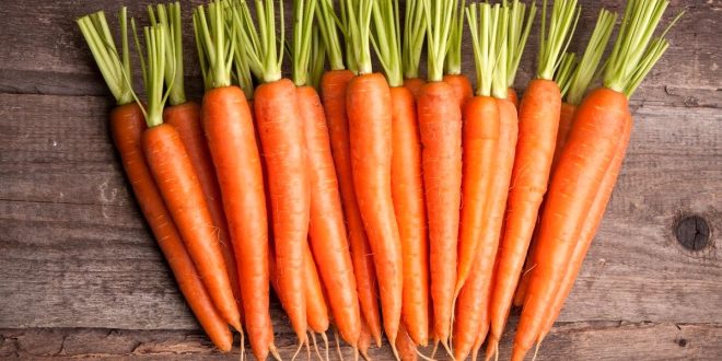 carrot